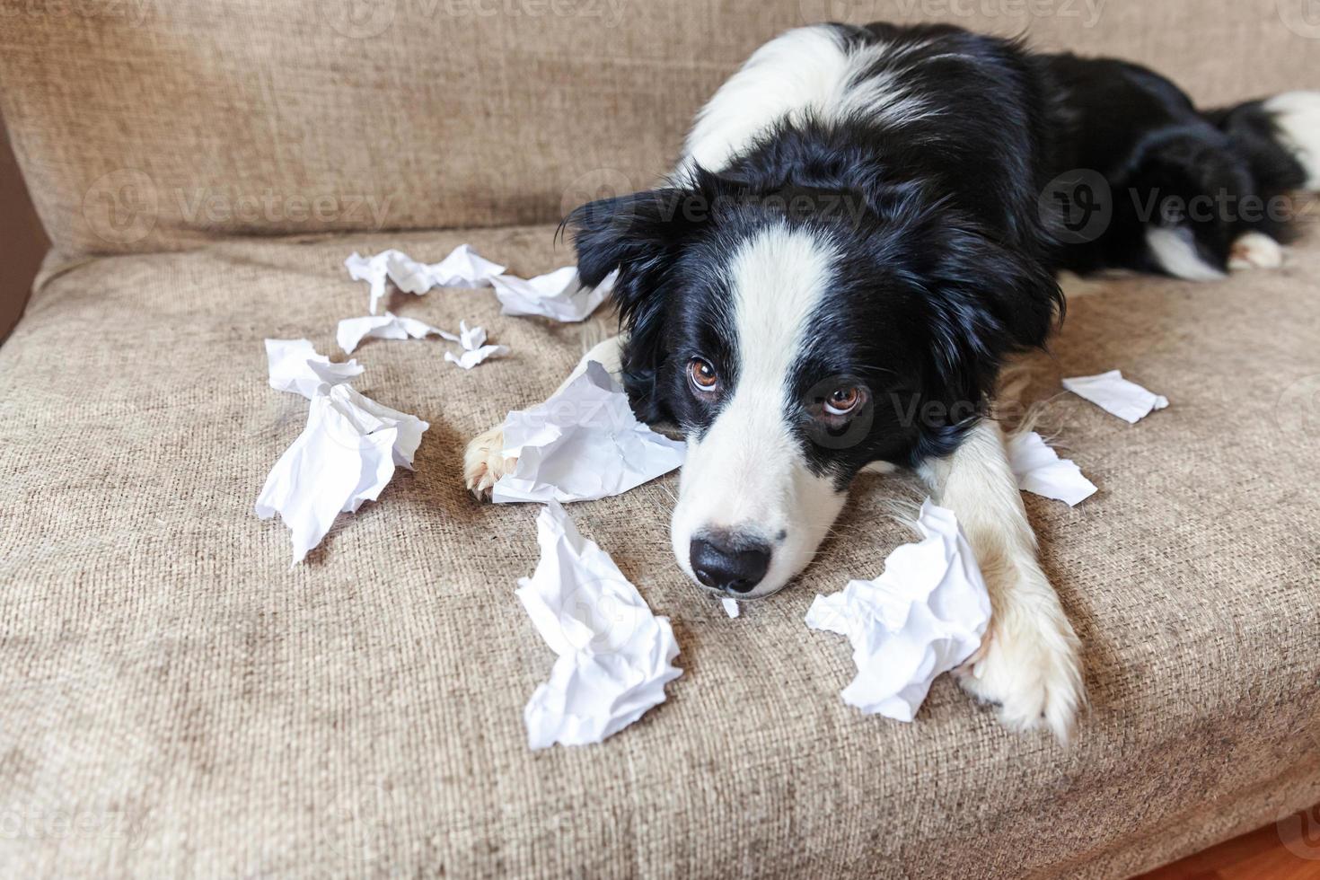 ondeugende speelse puppy hondje border collie na kattenkwaad bijten wc-papier liggend op de bank thuis. schuldige hond en vernielde woonkamer. beschadig rommelig huis en puppy met een grappige schuldige blik. foto