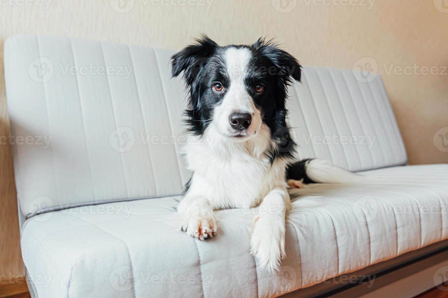 grappig portret van schattige lachende puppy hondje border collie op de bank binnenshuis. nieuw lief familielid hondje thuis starend en wachtend. dierenverzorging en dieren concept. foto