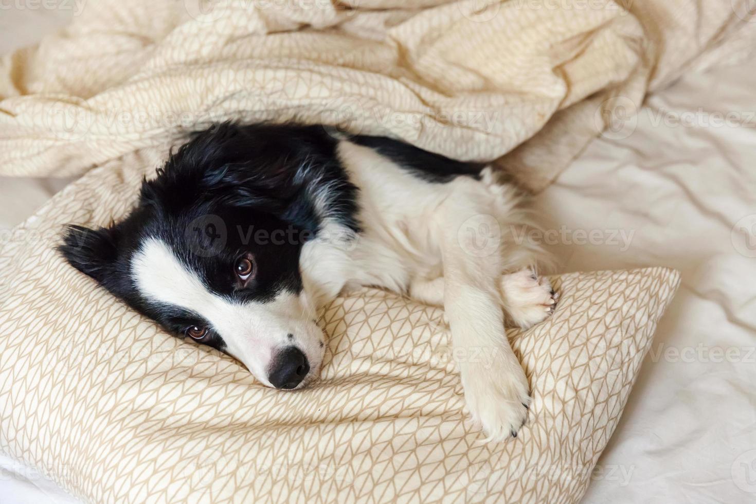 portret van schattige lachende puppy hondje border collie lag op kussen deken in bed. stoor me niet, laat me slapen. kleine hond thuis liegen en slapen. dierenverzorging en grappige huisdieren dieren leven concept. foto