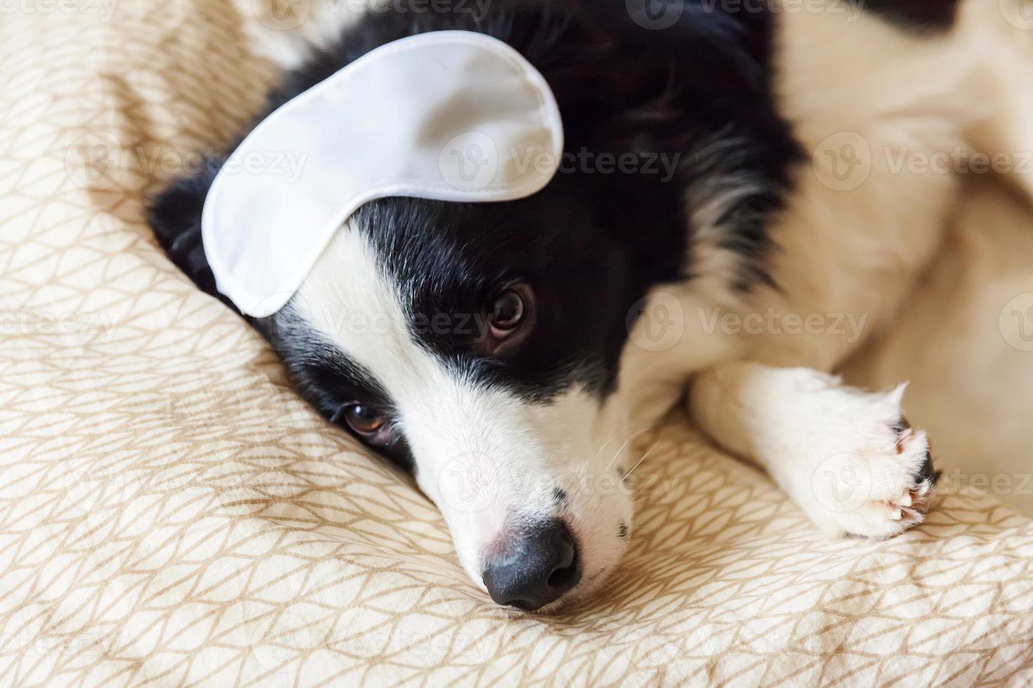 stoor me niet, laat me slapen. grappige puppy border collie met slapend oogmasker lag op kussendeken in bed hondje thuis liggend en slapend. rust goede nacht slapeloosheid siësta ontspanningsconcept foto