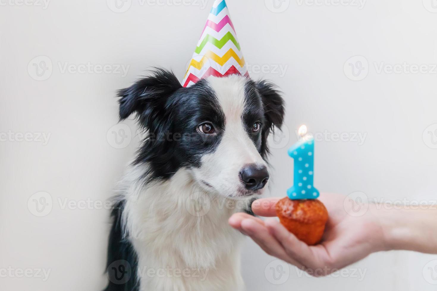 grappige portret van schattige lachende puppy hondje border collie dragen verjaardag dwaze hoed kijken cupcake vakantie cake met nummer één kaars geïsoleerd op een witte achtergrond. gelukkig verjaardagsfeestje concept. foto