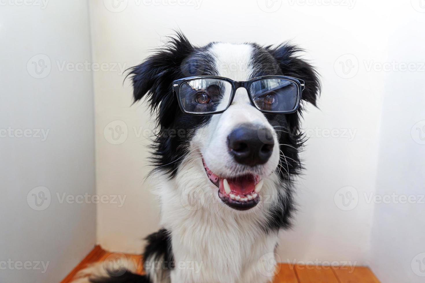 studio portret van lachende puppy hondje border collie in brillen op witte achtergrond thuis. kleine hond staren in glazen binnen. terug naar school. coole nerd-stijl. grappige huisdieren dieren leven concept. foto