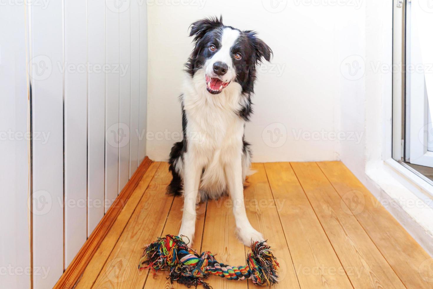 grappig portret van schattige lachende puppy hondje border collie kleurrijke touw speelgoed in de mond te houden. nieuw lief gezinslid hondje thuis spelen met eigenaar. dierenverzorging en dieren concept. foto