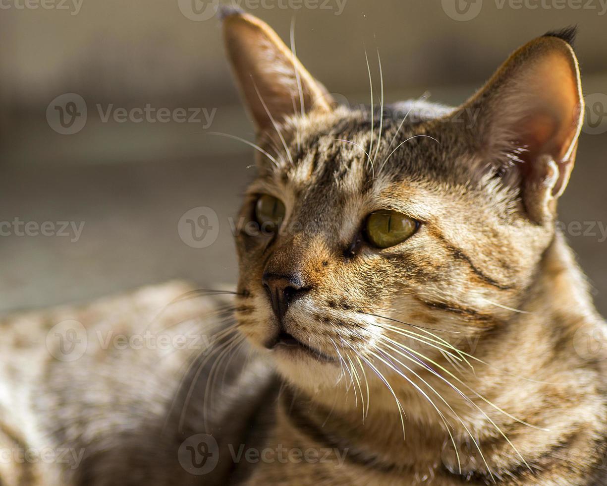close-up portret van een huiskat foto