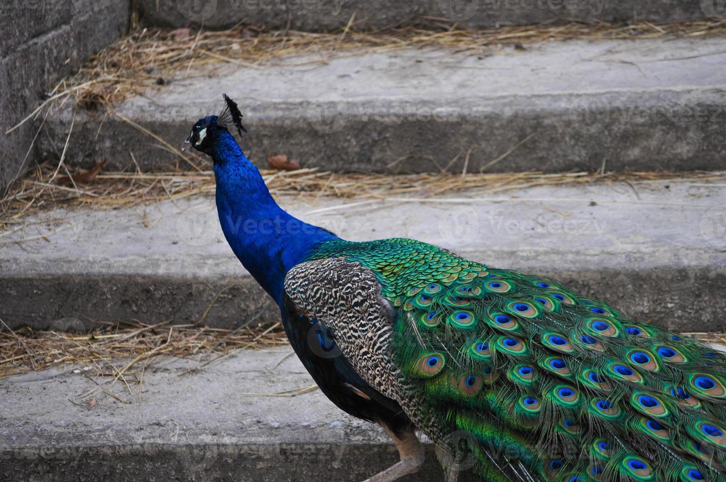 pauw vogel dier foto