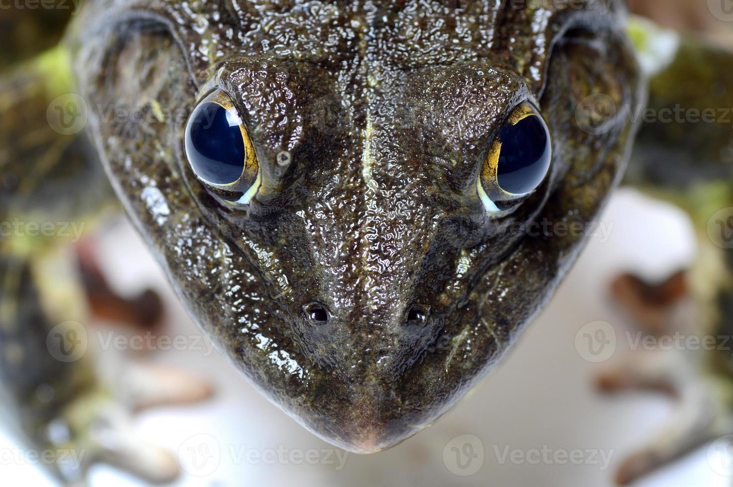 close-up van kikker op een witte achtergrond foto