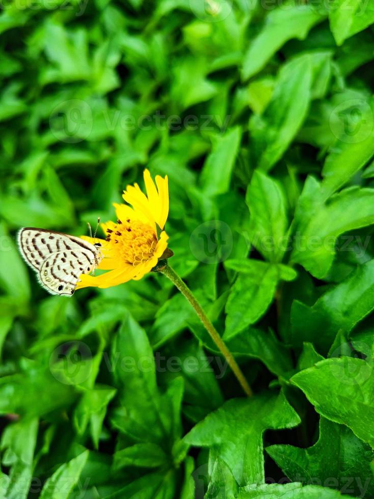 vlinder met gesloten vleugels op een witte bloem. hoge kwaliteit foto. selectieve focus foto