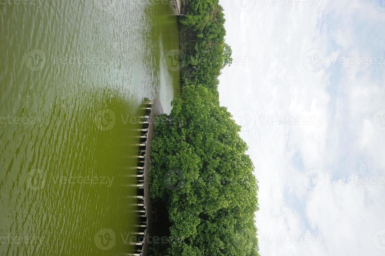 mangrovebomen aan de rand van het moeras foto