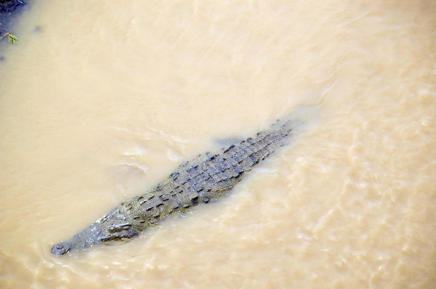 luchtfoto van een grote krokodil die in een rivier zwemt. nationaal park manuel antonio, costa rica foto