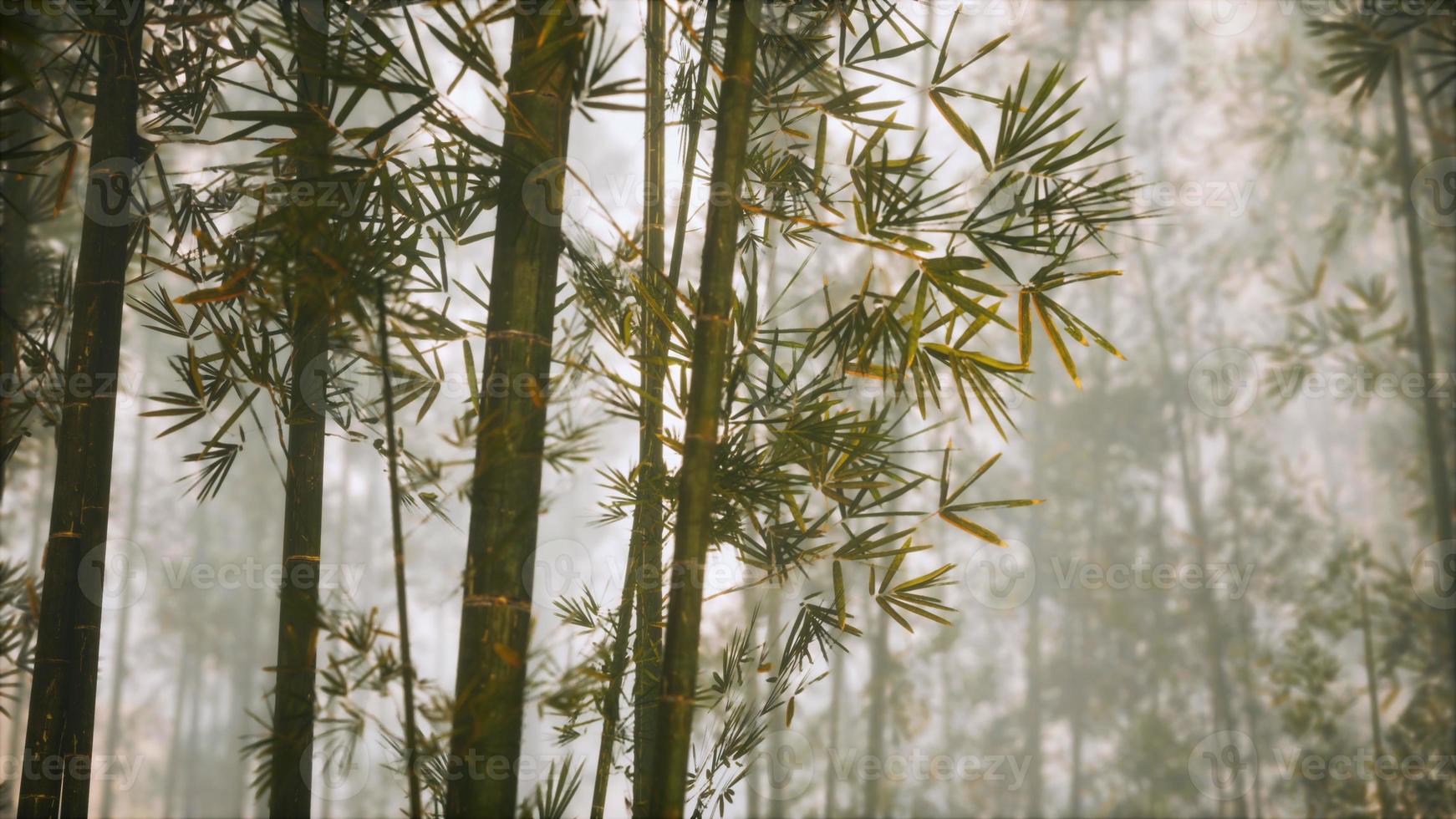 Aziatisch bamboebos met ochtendzon foto