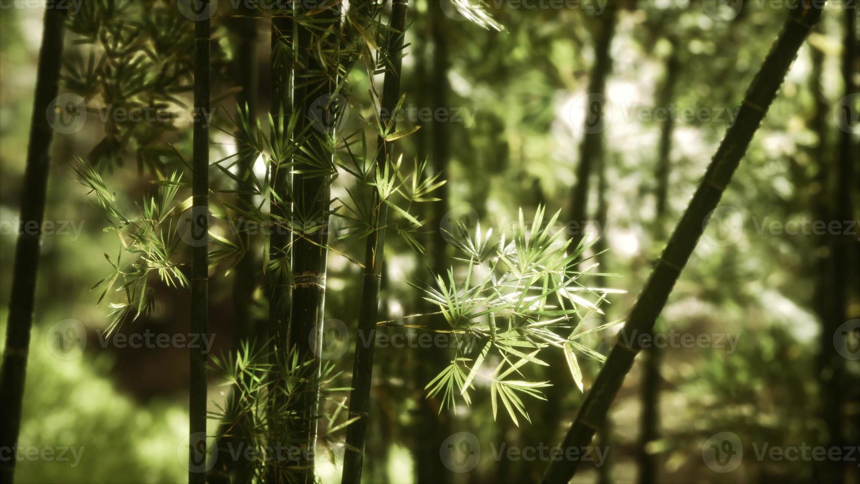 groen bamboebos in hawaï foto