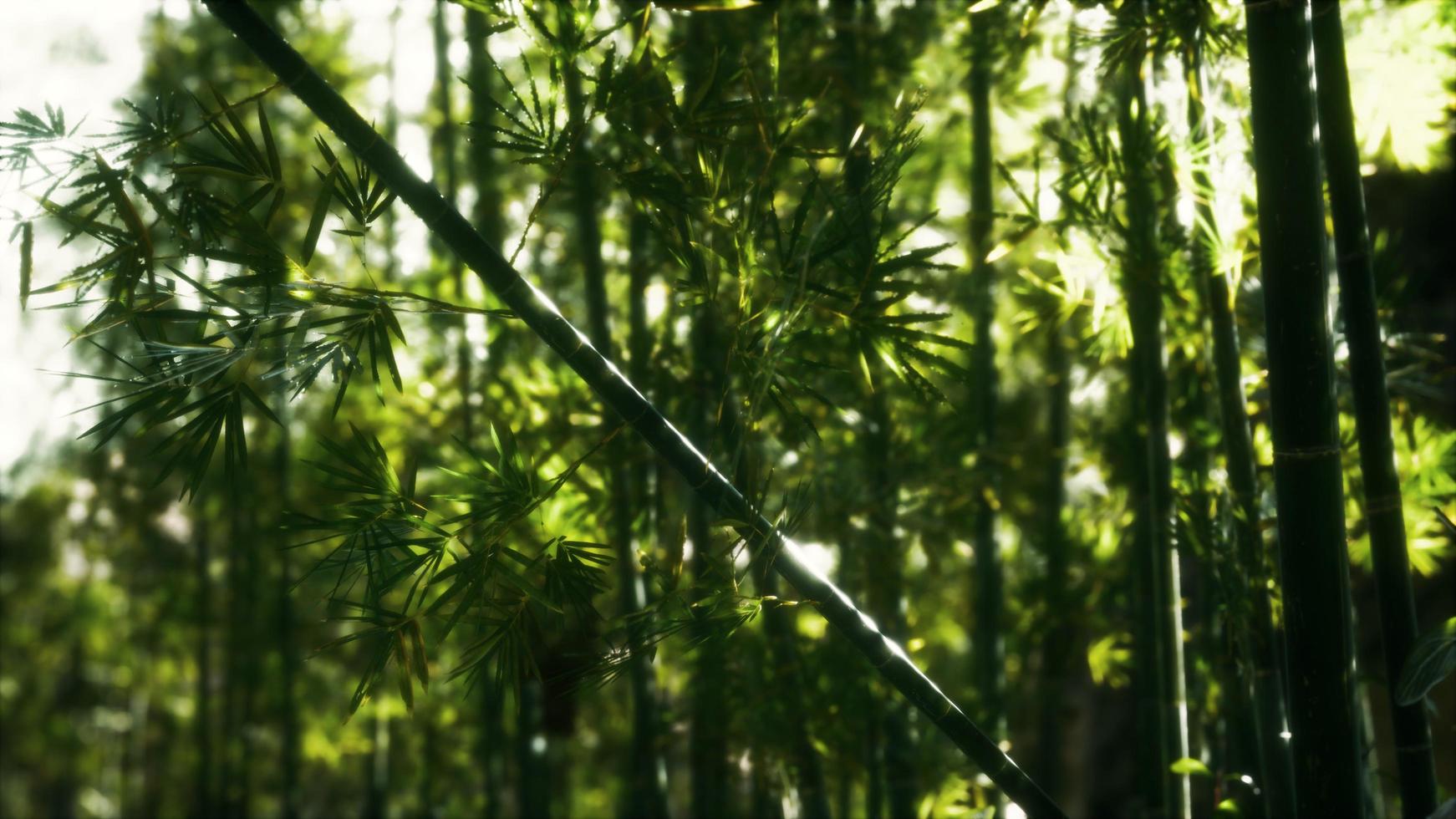 8k Aziatisch bamboebos met zonlicht foto