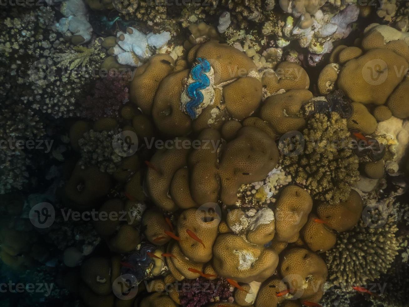 blauwe reuzenschelp op koralen in de rode zee foto