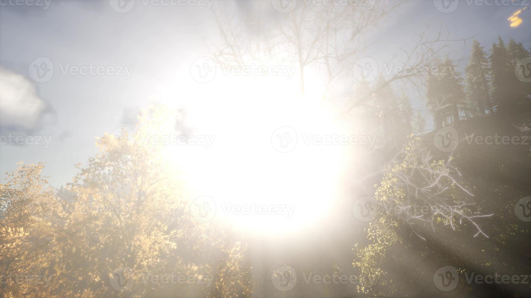 zonnestralen door bomen foto