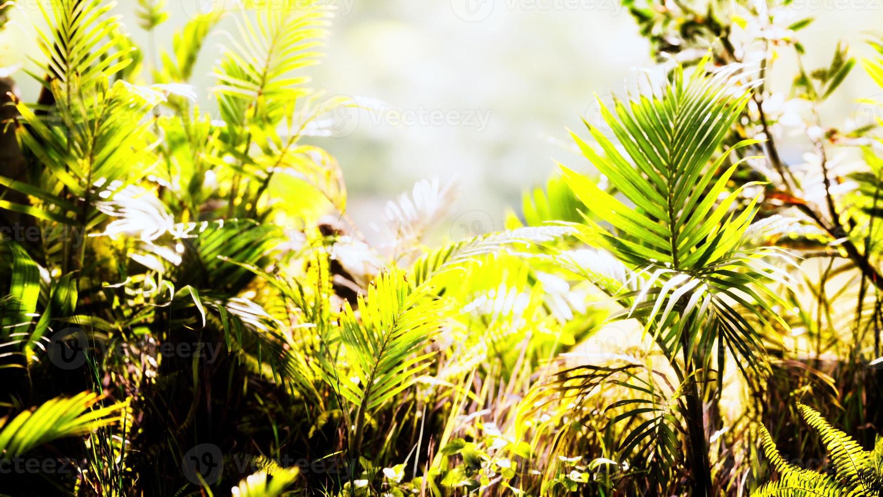 close-up jungle gras en planten foto