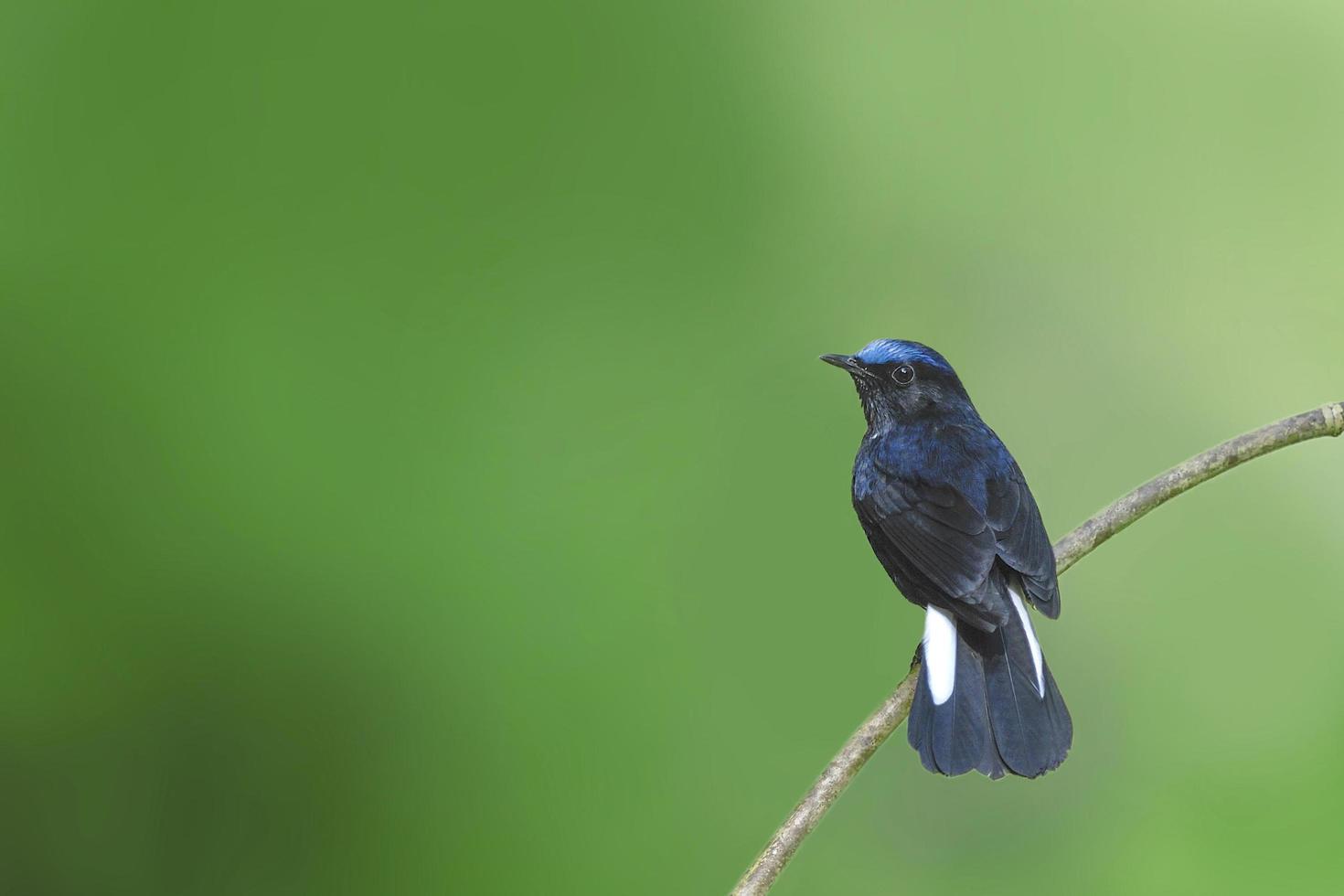 vogel witstaart roodborstje neerstrijken op tak foto