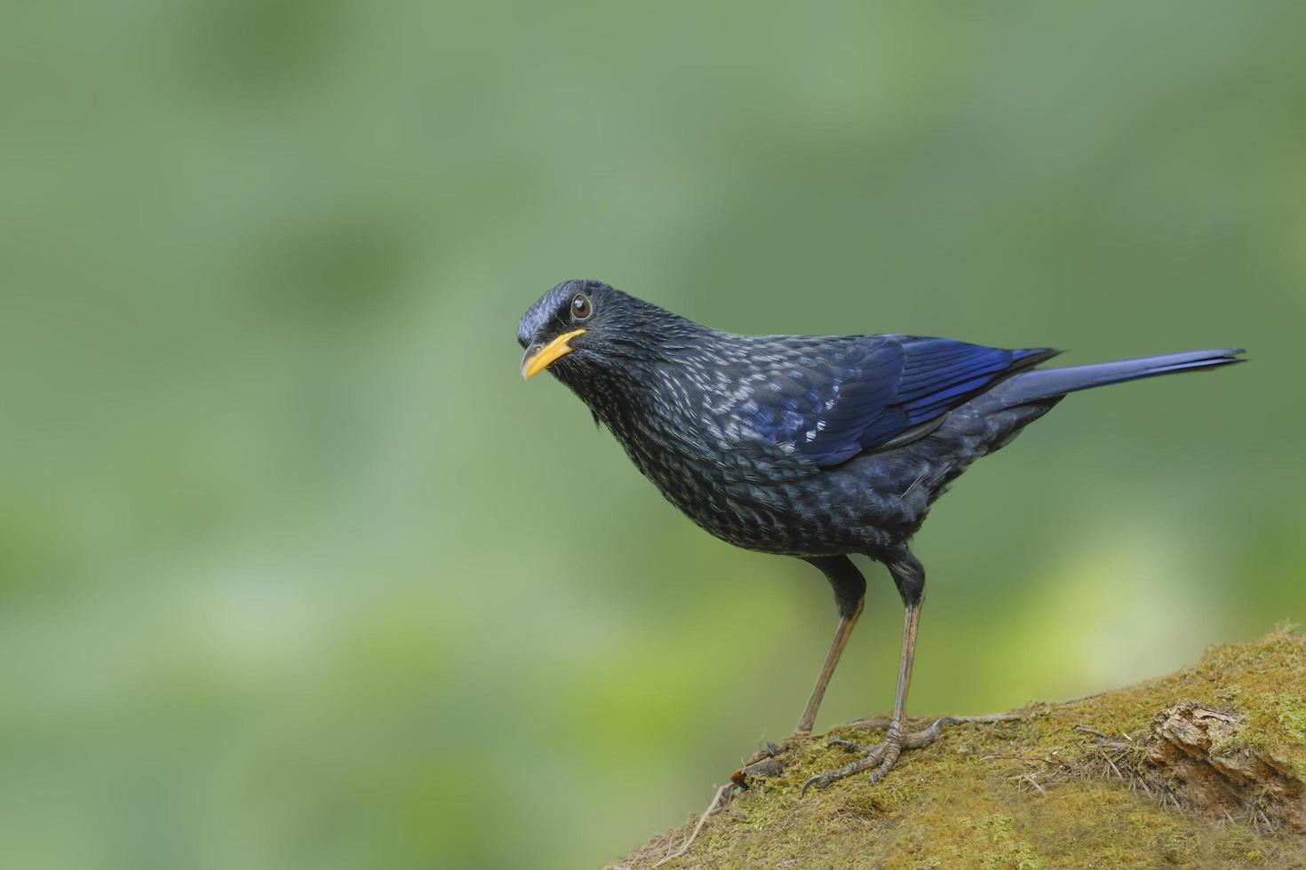 blauwe fluitende lijstervogel die op de rots neerstrijkt foto