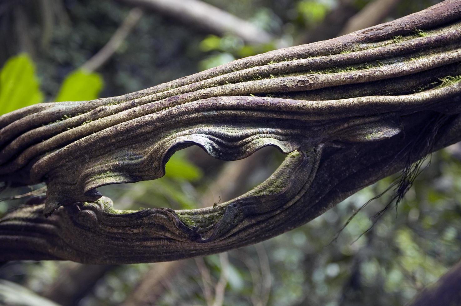 boomstam met een mooie natuurlijke textuur en een gat. bos in costa rica foto