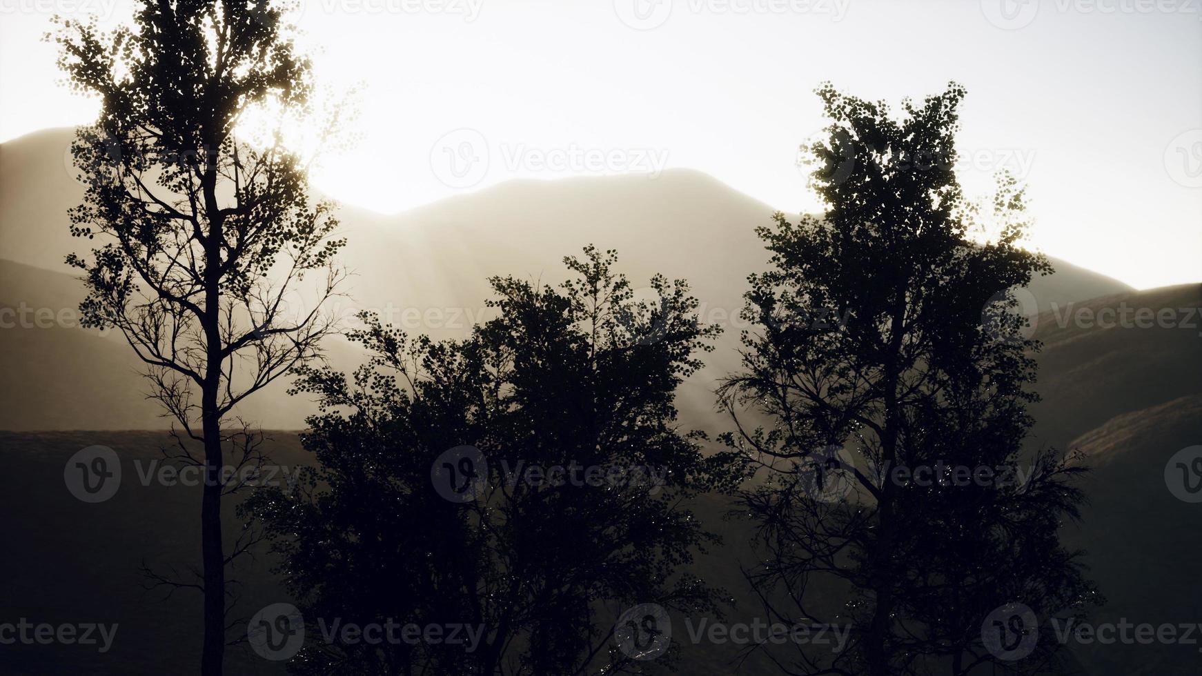 karpaten bergen mist en mist bij het dennenbos foto