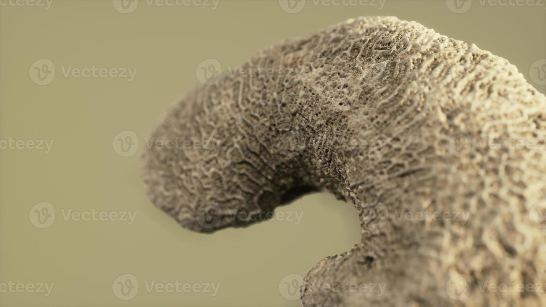 grote witte koraal fossiele close-up foto