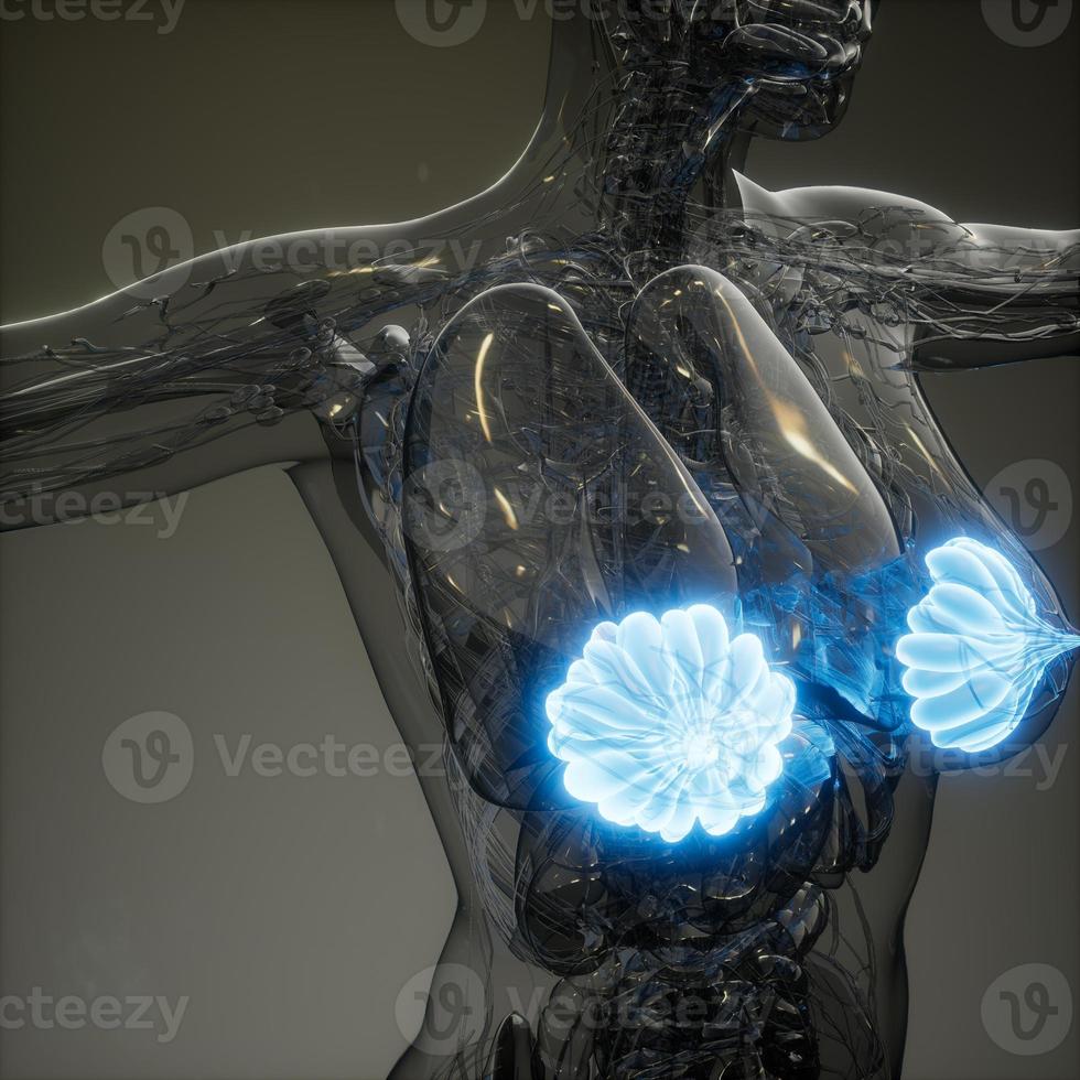 medisch nauwkeurige illustratie van de borstklieren van een zwaarlijvige vrouw foto