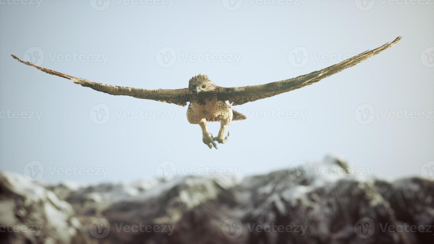 extreem slow-motion shot van adelaar foto