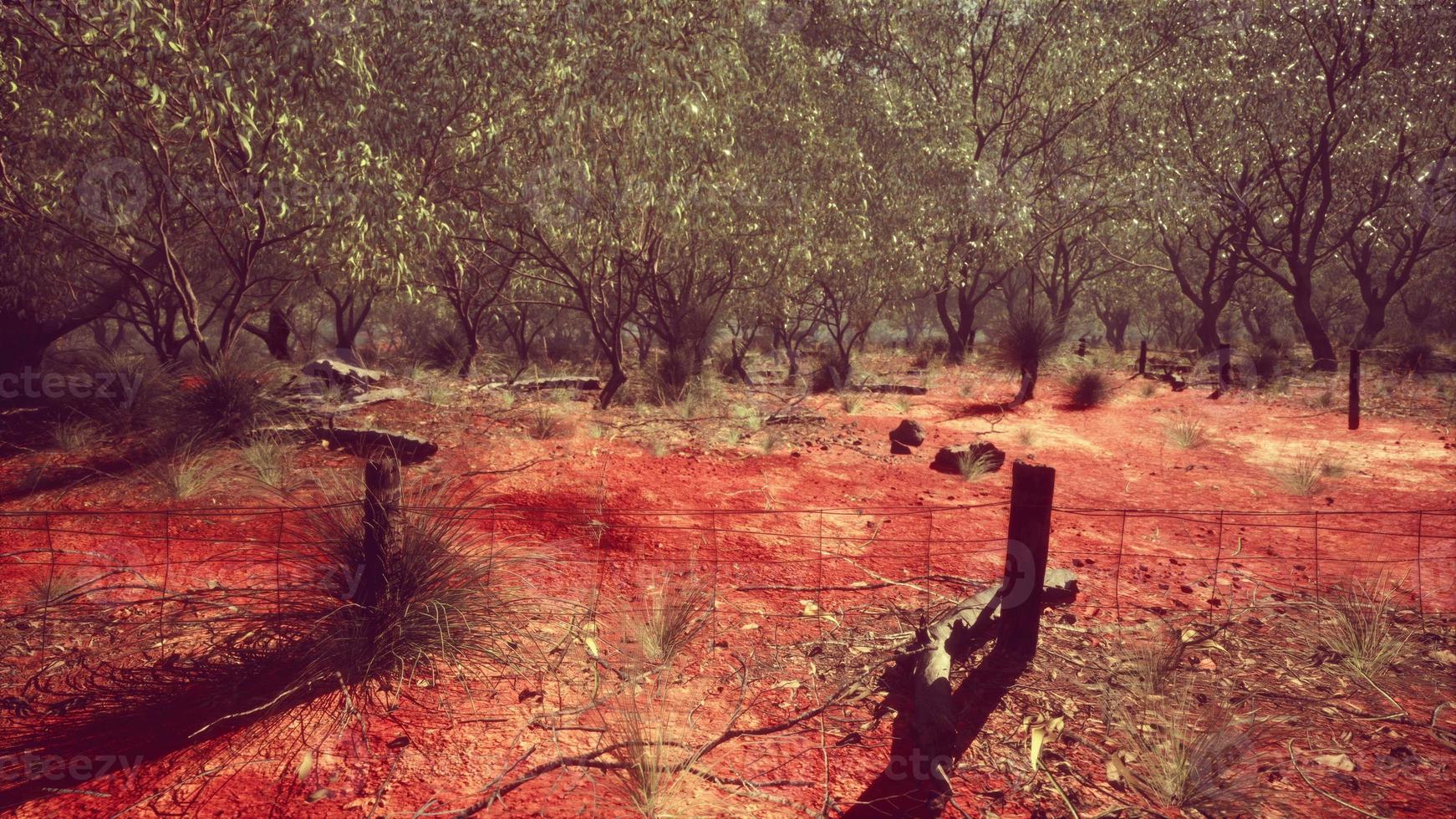 omheining van landelijke boerderijgrenzen in slechte staat en lang dood droog gras foto
