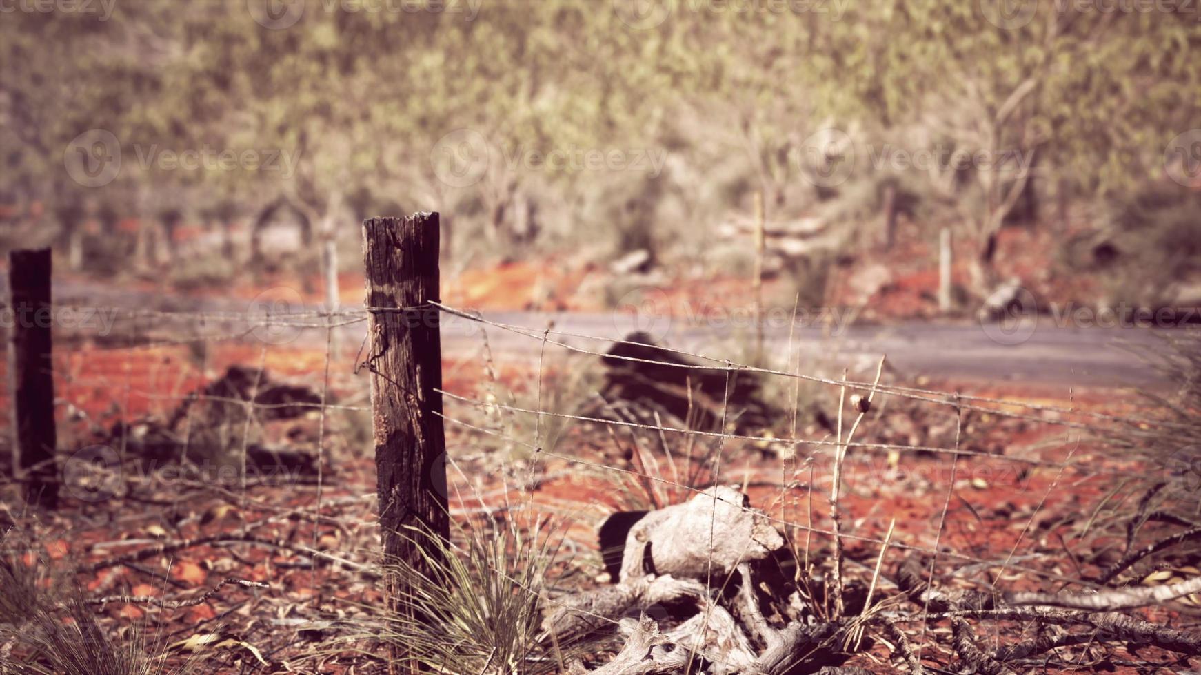 Australische struik met bomen op rood zand foto