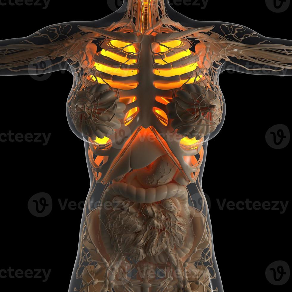 wetenschap anatomie van het lichaam van de vrouw met gloeiende longen foto