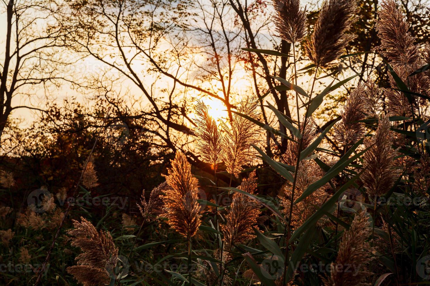 vroege ochtend zonsopgang boven foto