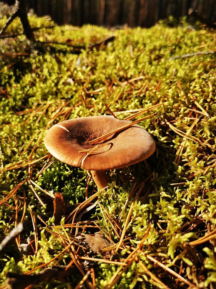 paddenstoel in het sparrenbos in het mos foto