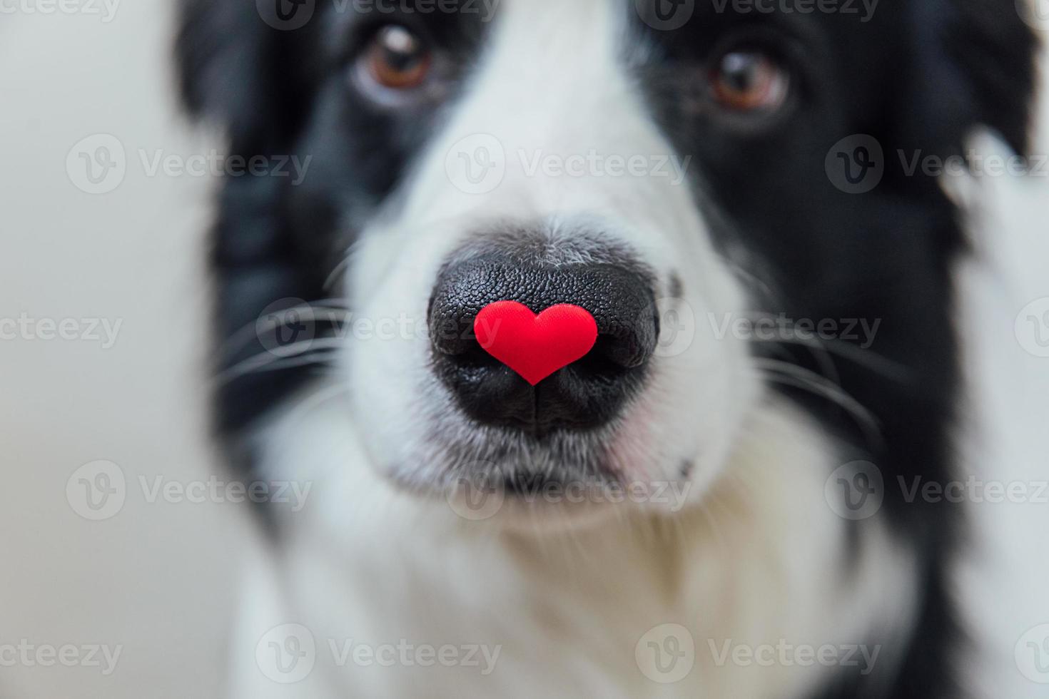 st. Valentijnsdag concept. grappige portret schattige puppy hondje border collie rood hart houden op neus geïsoleerd op een witte achtergrond, close-up. mooie hond verliefd op Valentijnsdag geeft cadeau. foto
