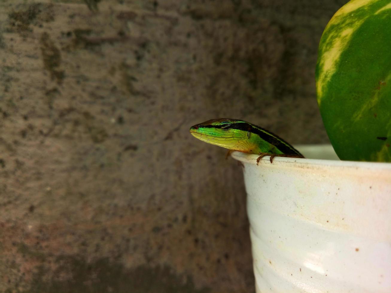 close-up foto van een groene hagedis die uit een pot met kopieerruimte gluurt.