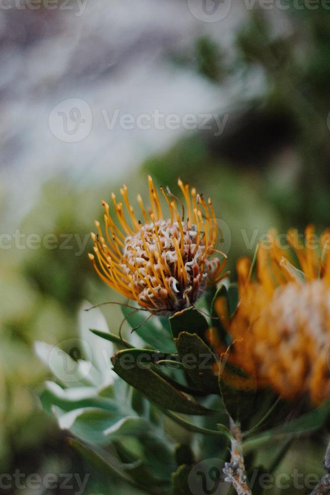 speldenkussen protea op de struik foto