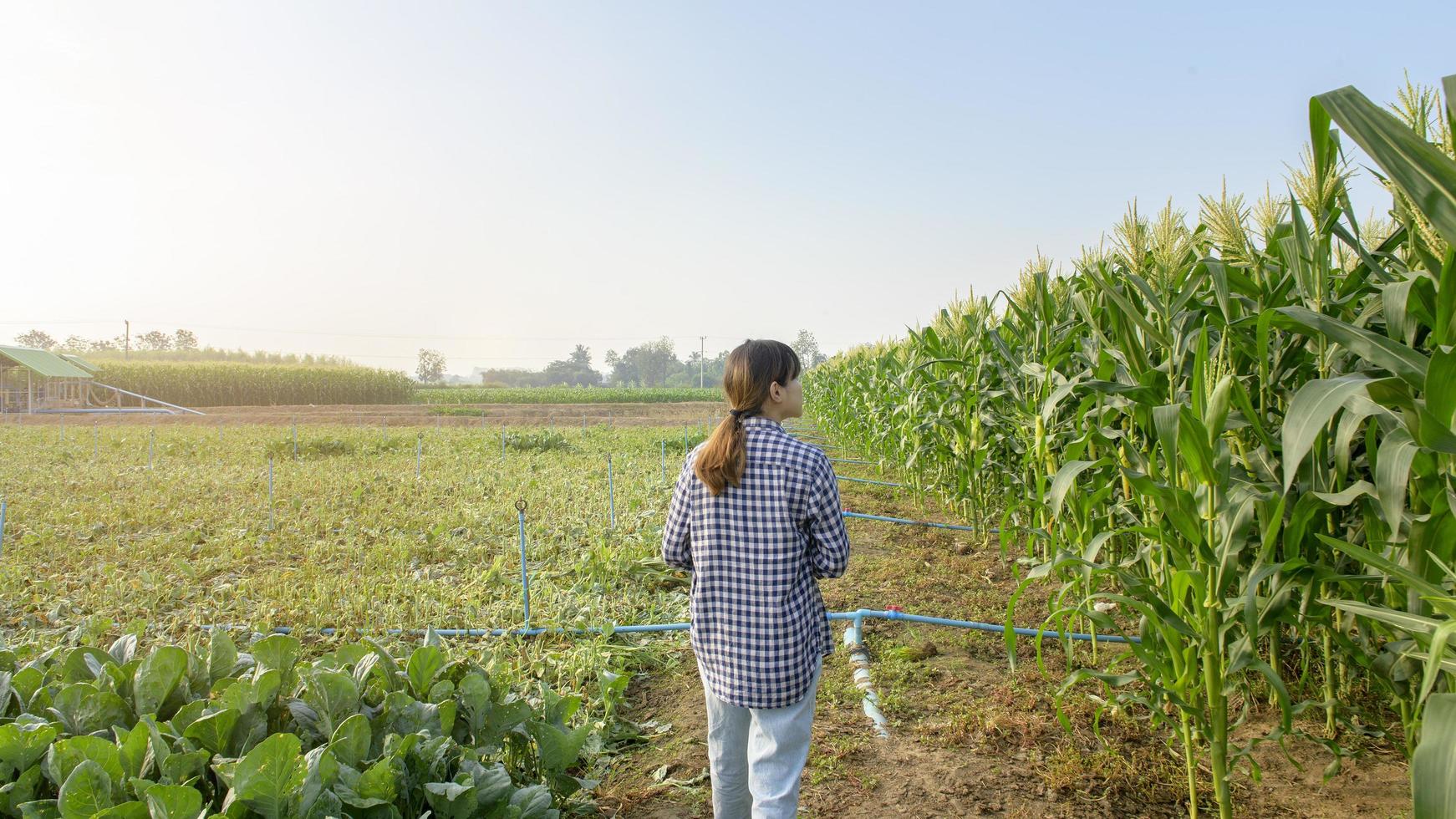 jonge vrouwelijke slimme boer met tablet op het veld, geavanceerde technologische innovaties en slimme landbouw foto