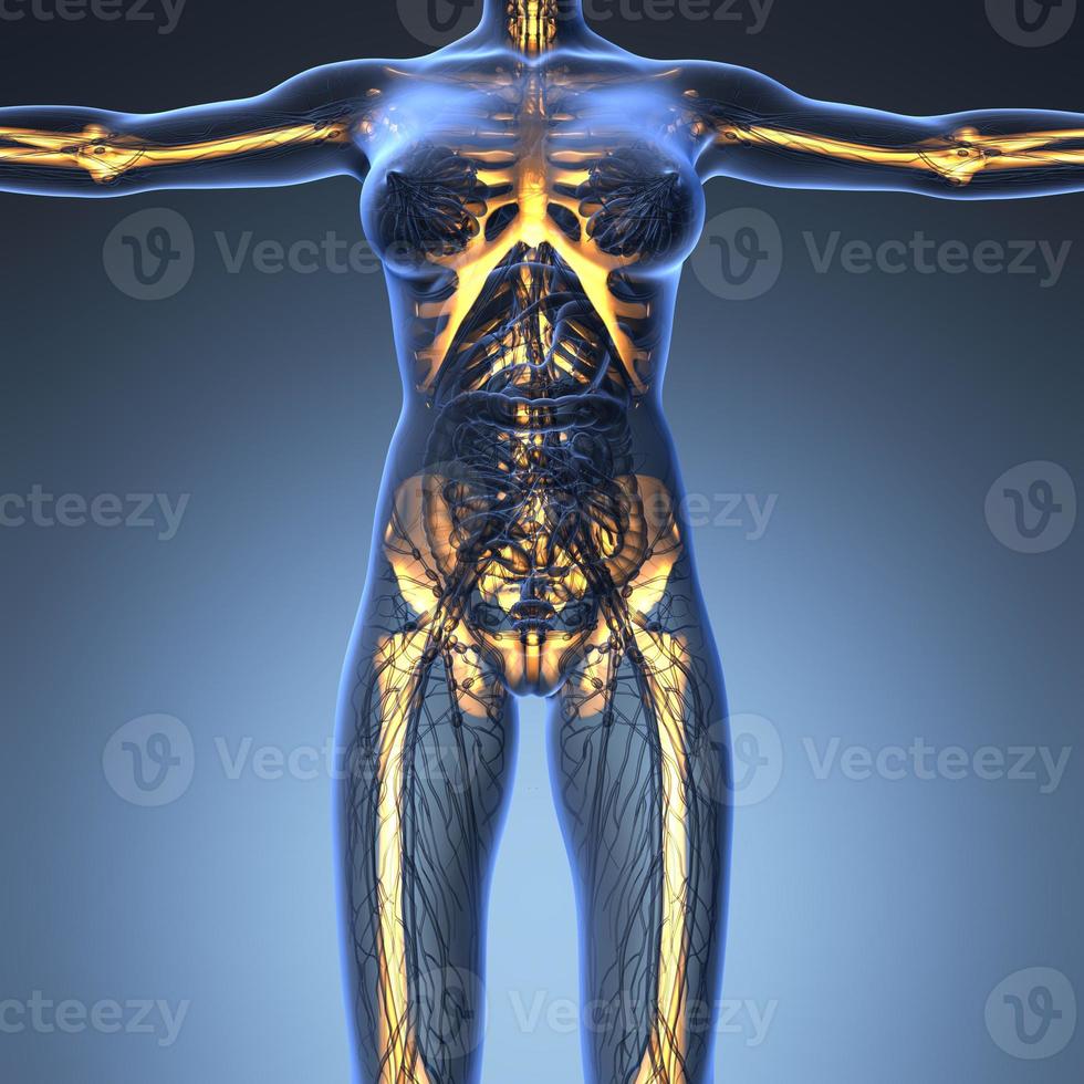 wetenschap anatomie van het menselijk lichaam in x-ray met gloed skelet botten foto