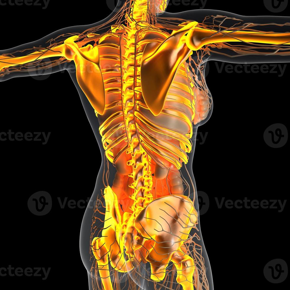 wetenschap anatomie van het menselijk lichaam in x-ray met gloed skelet botten foto