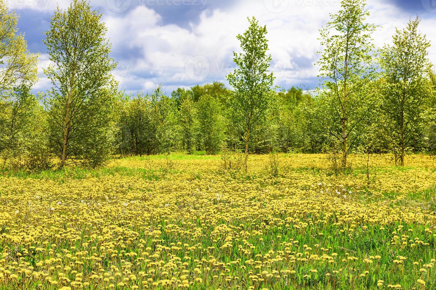 het veld met gele paardebloemen, groene bomen en blauwe lucht foto