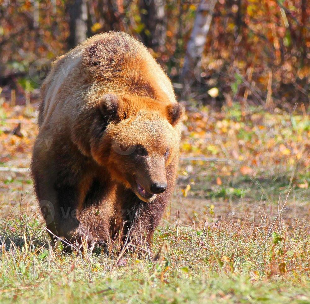 bruine beer ursus arctos loopt door het bos op kamchatka foto