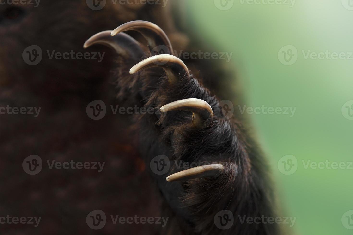 close-up shot van een kamchatka bruine berenpoot foto