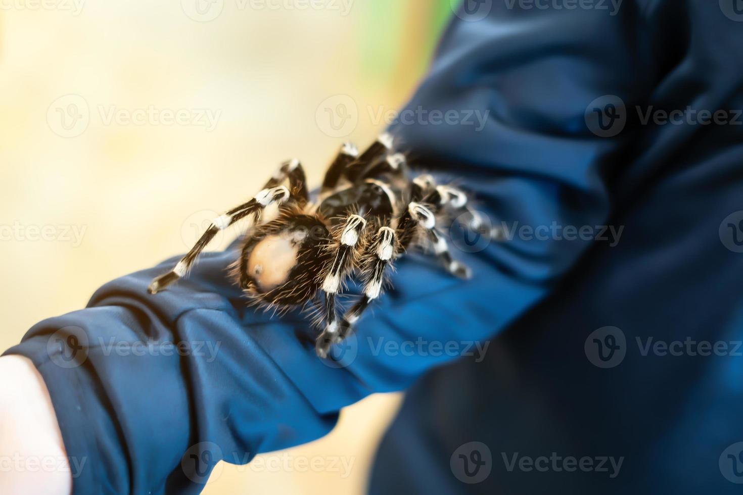 een gigantische tarantula kruipt over de hand van een man. foto