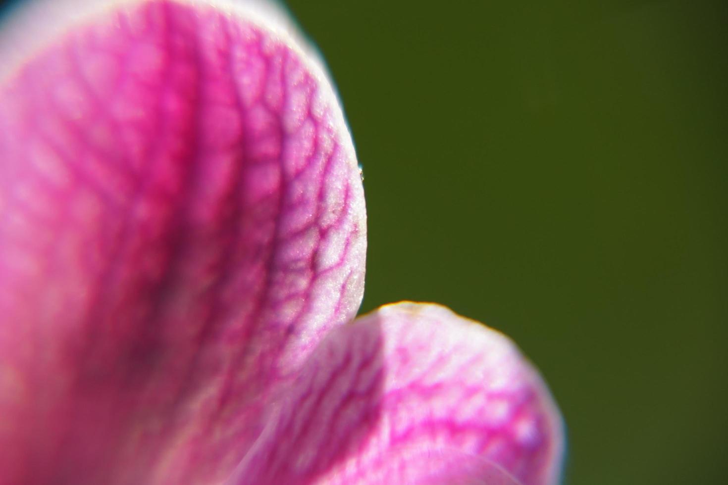 roze bloemblad van orchideebloemen. foto