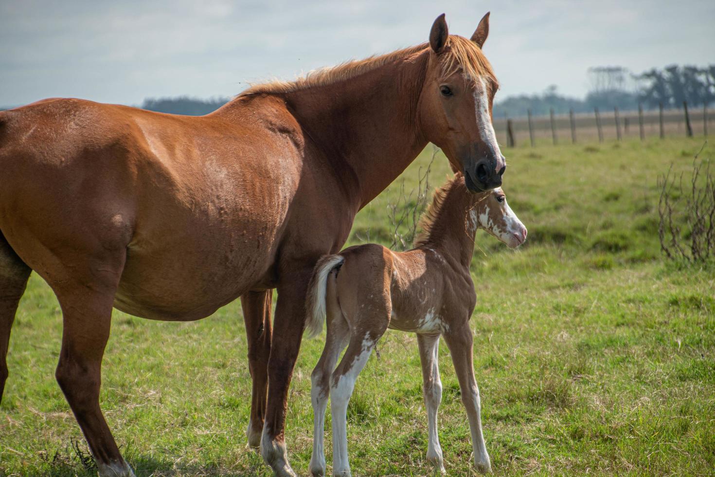 paarden op een boerderij foto