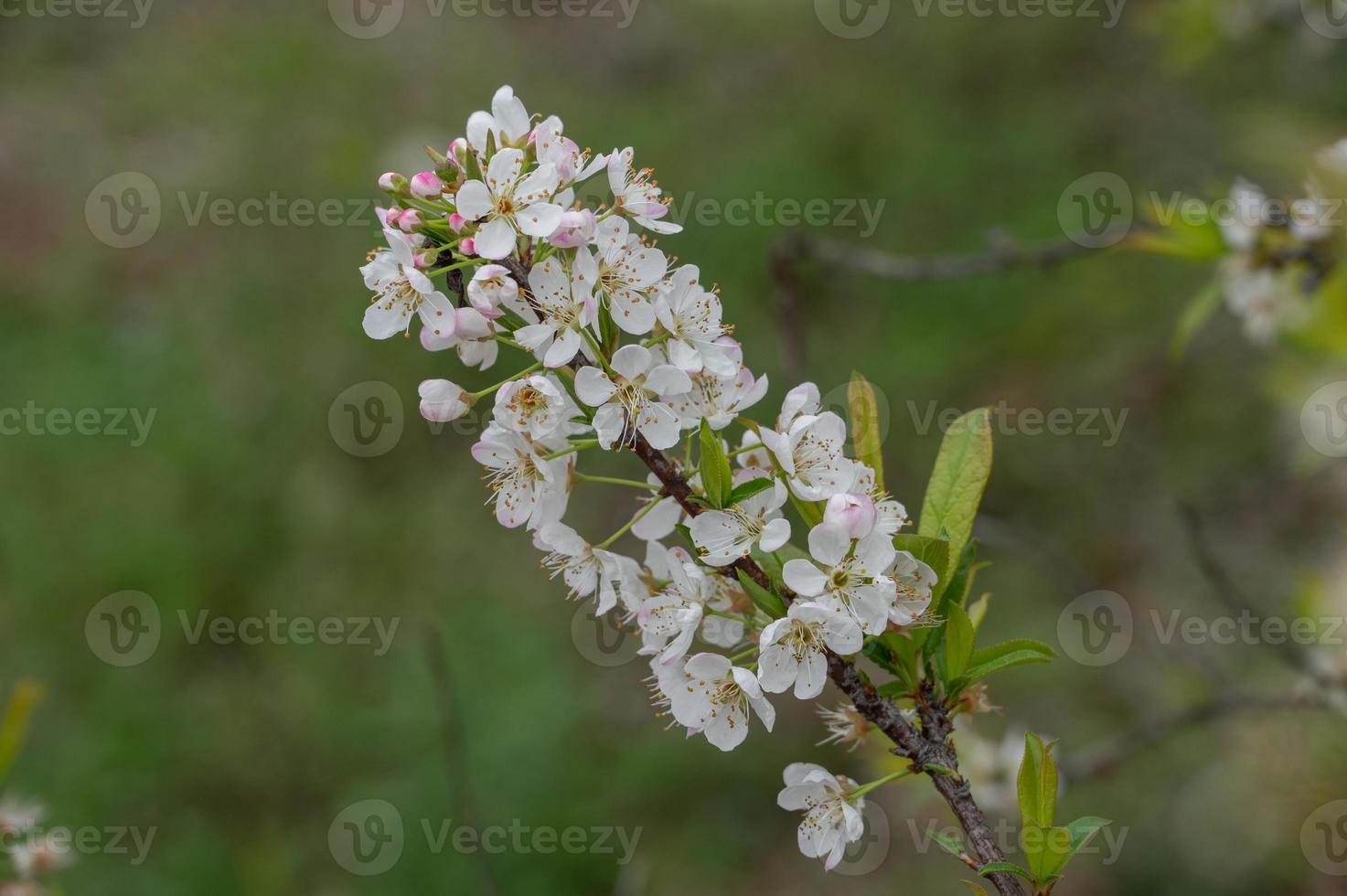 de witte pruimenbloesems staan in bloei foto