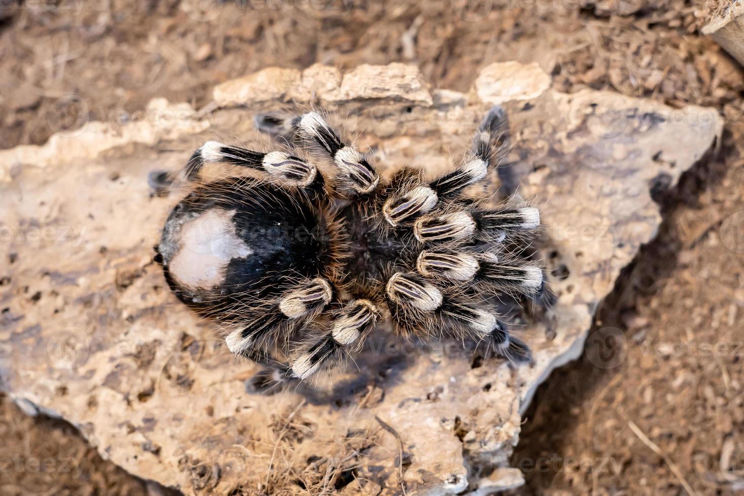 gigantische bruine spin in een terrariumclose-up. foto