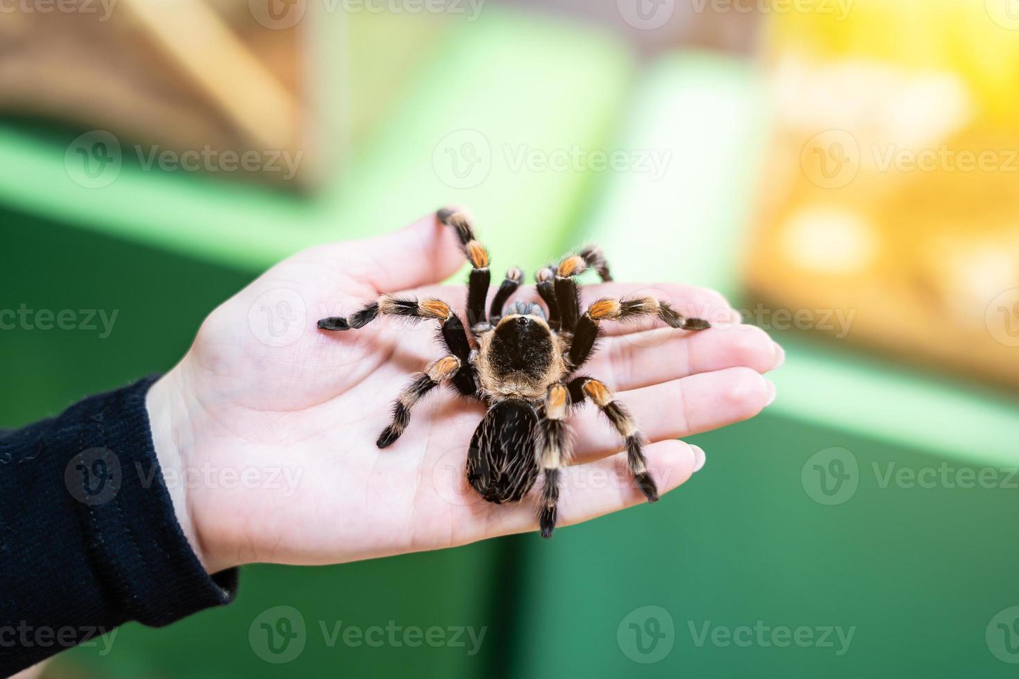 een grote zwarte spin op de palm van de hand van een man. een man die een spintarantula vasthoudt. foto