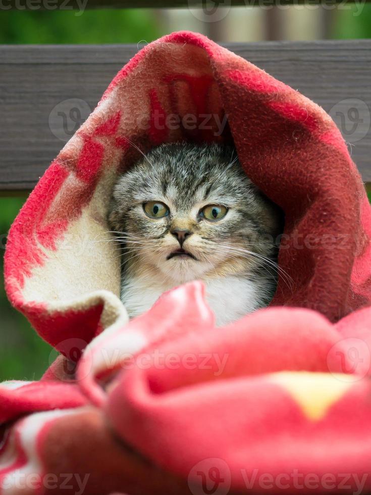 kitten gewikkeld in een deken van de kou foto