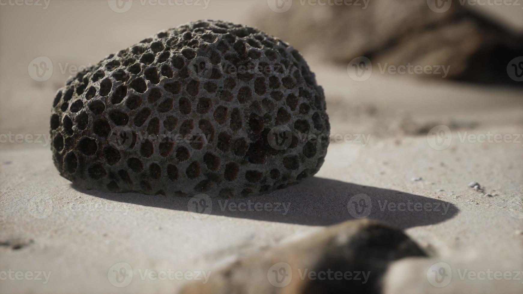 oud koraal op het zandstrand foto