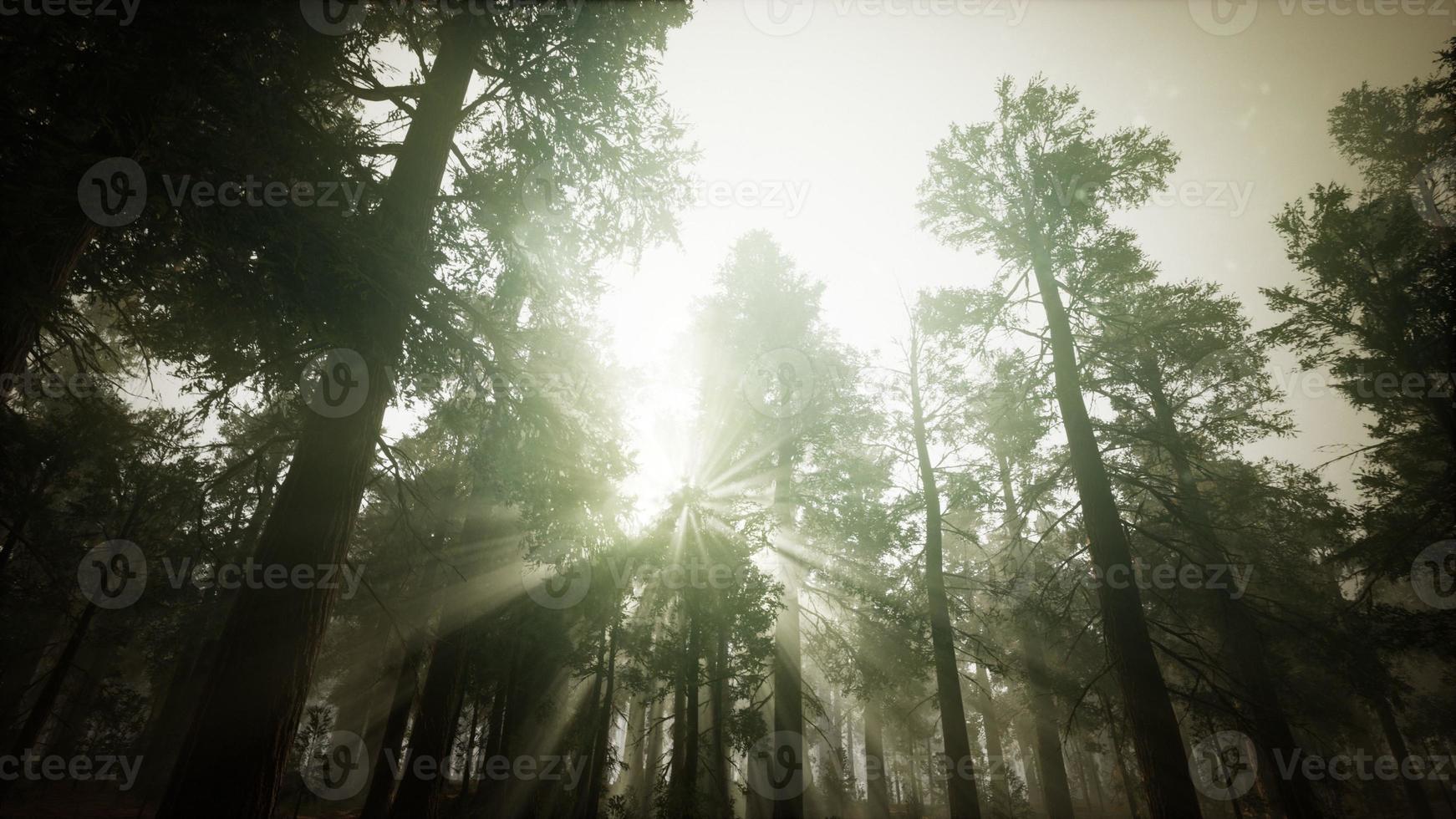 Redwood forest mistige zonsondergang landschap foto