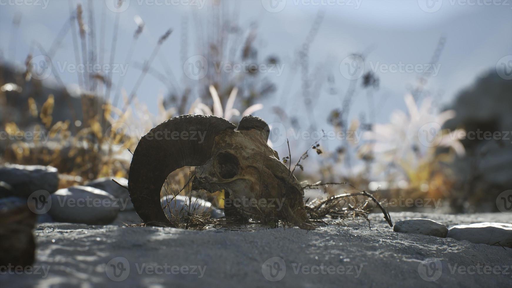 schedel van een dode ram in de woestijn foto